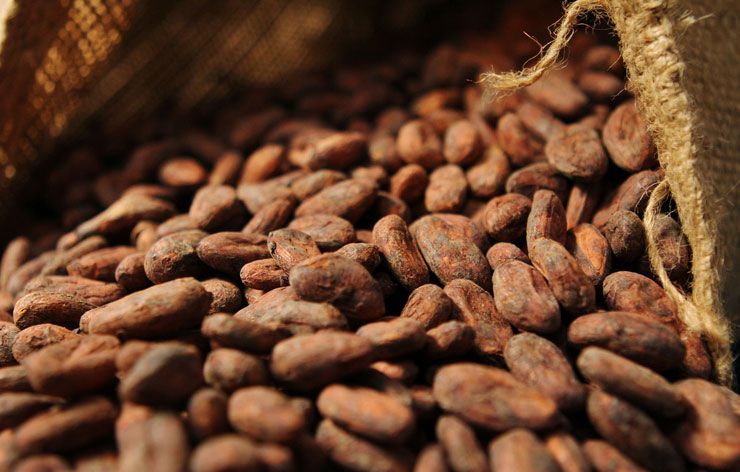 Cacao